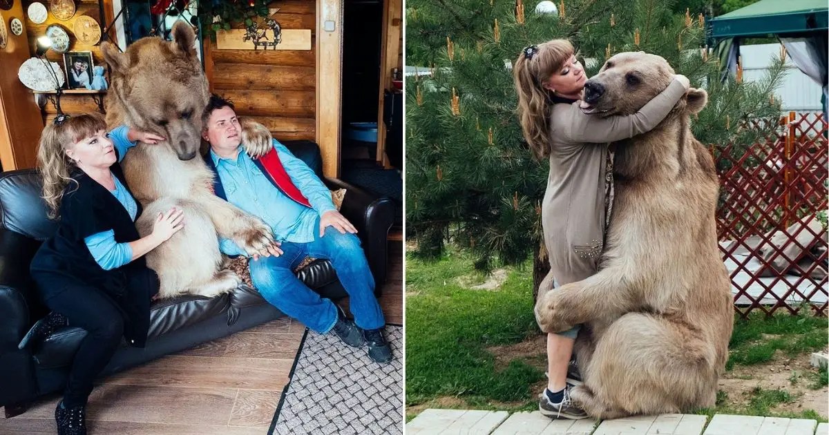 Rescued At 3 Months Old, Bear Has Lived With Human Family For 23 Years