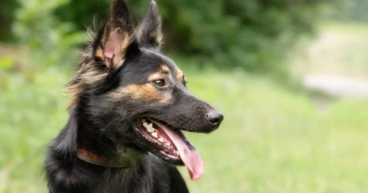 This Is What a Black Spot on Your Dog’s Tongue Means Go Viral!