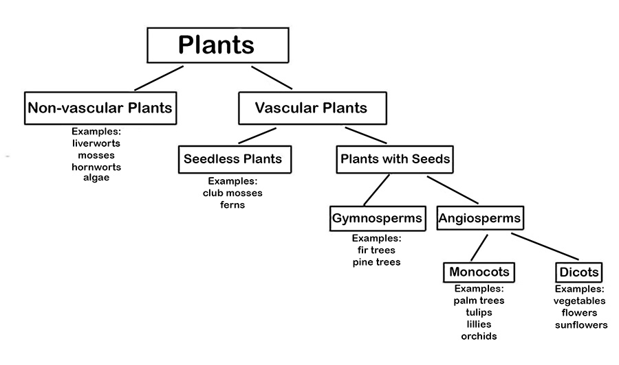 Plants