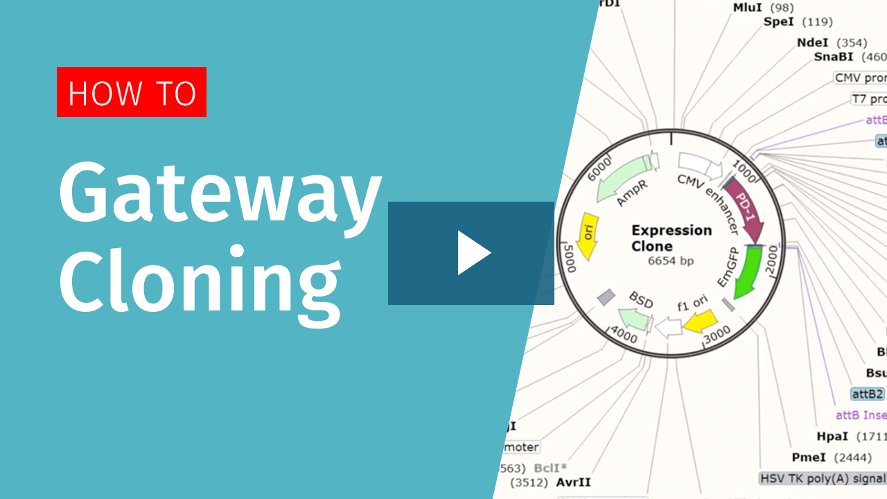 Annealed Oligo Cloning