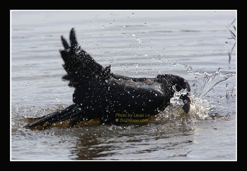 Raven Bathing