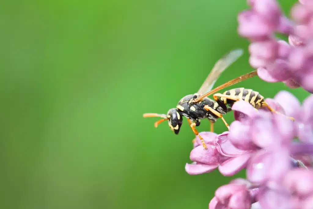 Do Wasps Pollinate Plants? Aptive Environmental