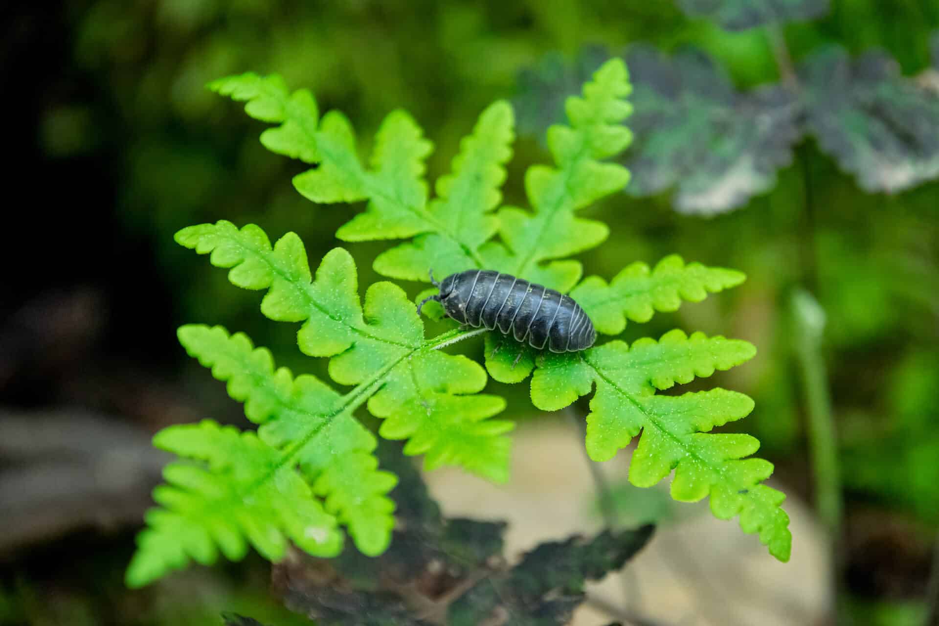 Why Do Pill Bugs Roll Up? Aptive Environmental