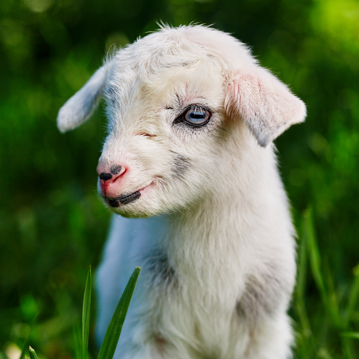 Marc Jacobs “Jake” (Registered MiniNubian Buckling) BLUE EYES SOLD