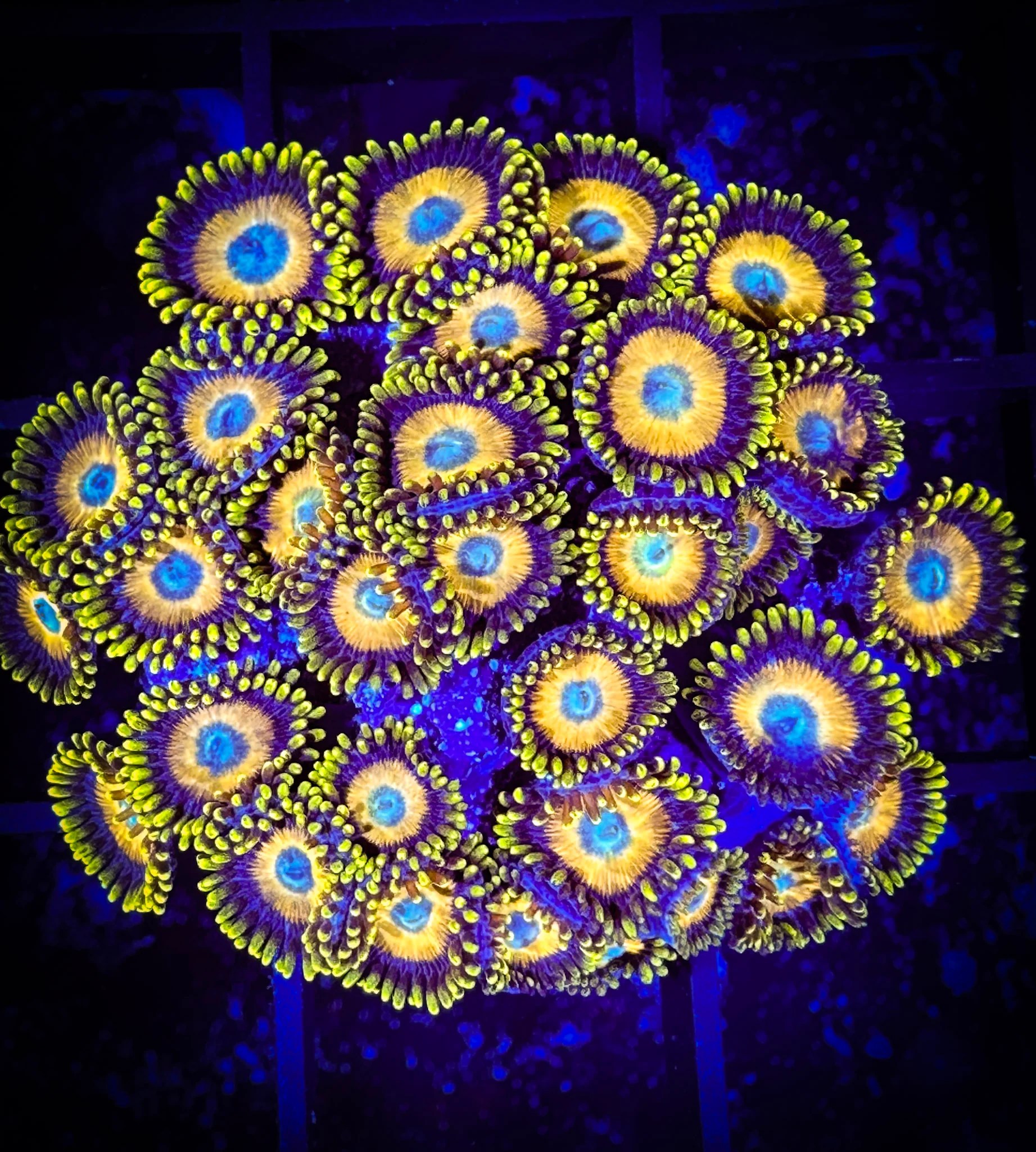 WYSIWYG Scrambled Eggs Zoanthids Large Frag 14F2 Goat Corals