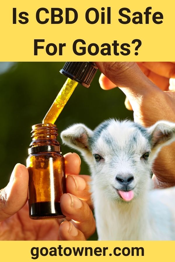 Is CBD Oil Safe For Goats? (Find Out!) Goat Owner