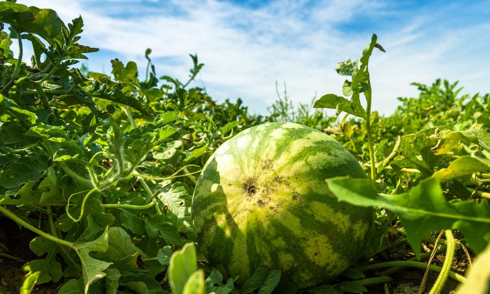 Can Goats Eat Watermelon? (Helpful Content With Photos!) Goat Owner