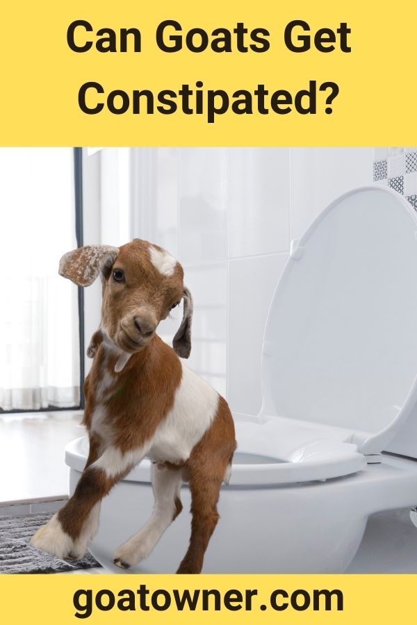 Can Goats Get Constipated? (Find Out!) Goat Owner