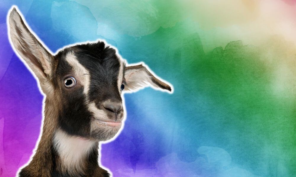 Do Goats See Color? (Revealed!) Goat Owner
