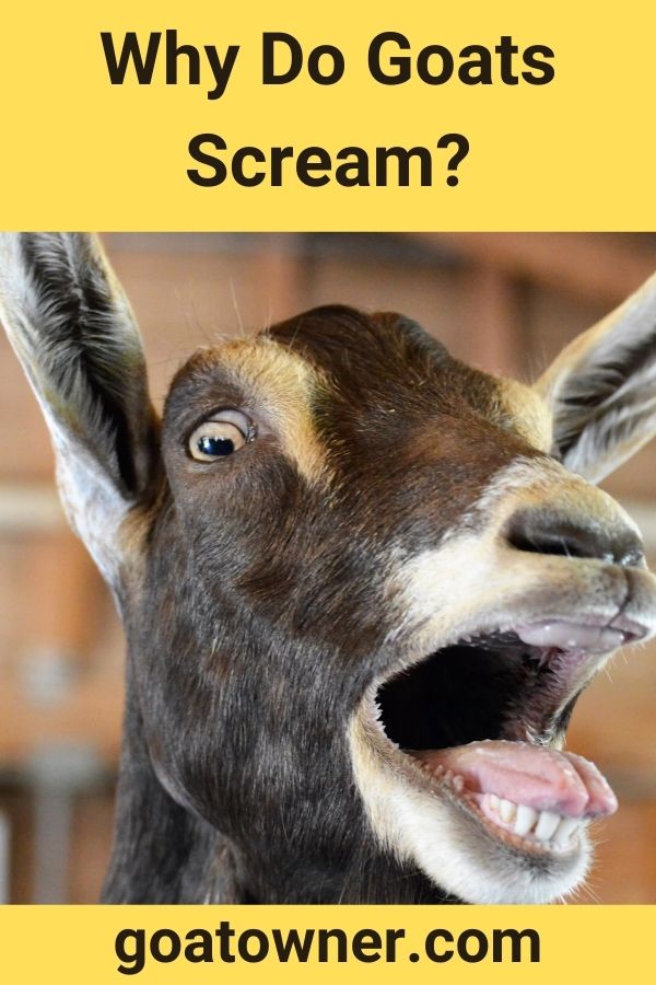 Why Do Goats Scream? (Answered!) Goat Owner