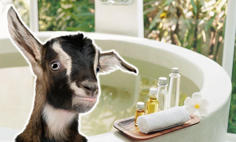 Do Goats Need Baths? (Answered!) Goat Owner