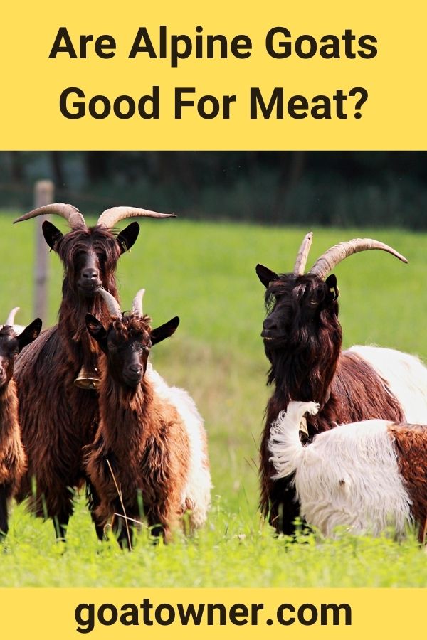 Are Alpine Goats Good For Meat? (Answered!) Goat Owner