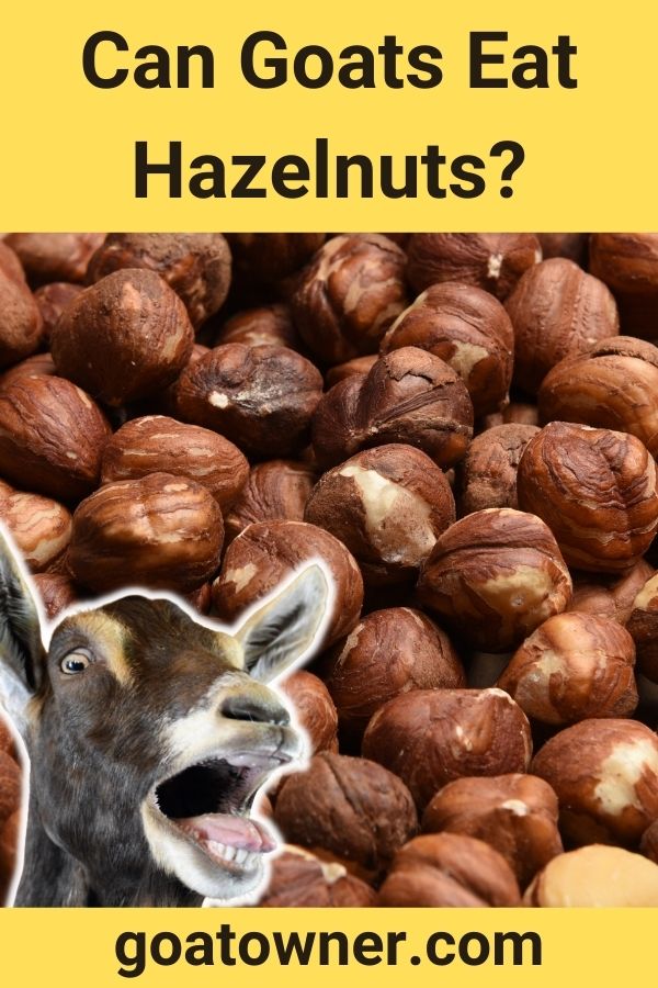 Can Goats Eat Hazelnuts? (Are They Safe?) Goat Owner