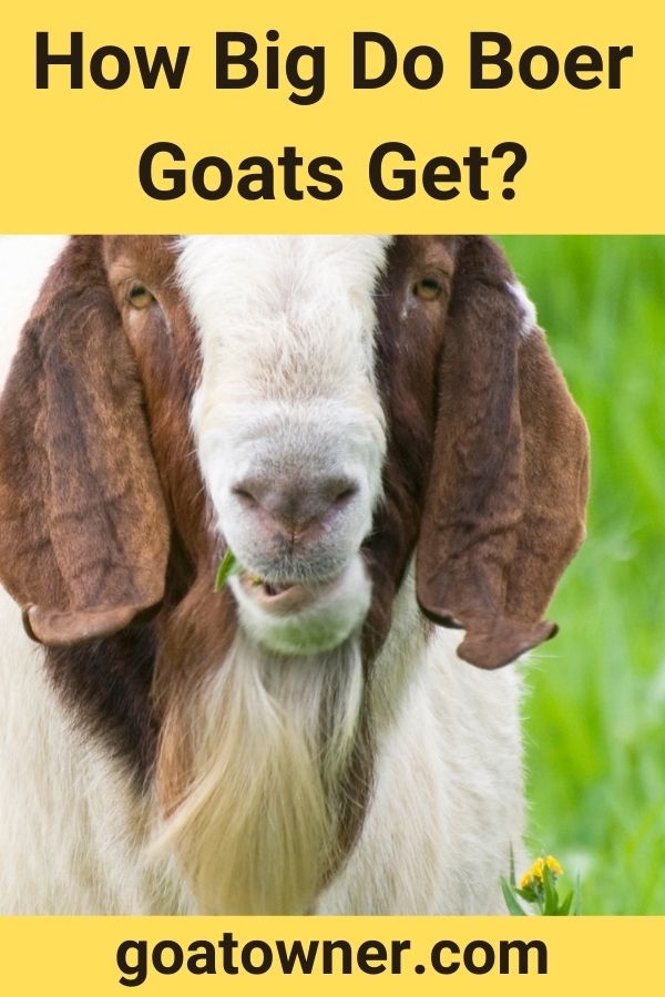 How Big Do Boer Goats Get? (Find Out!) Goat Owner
