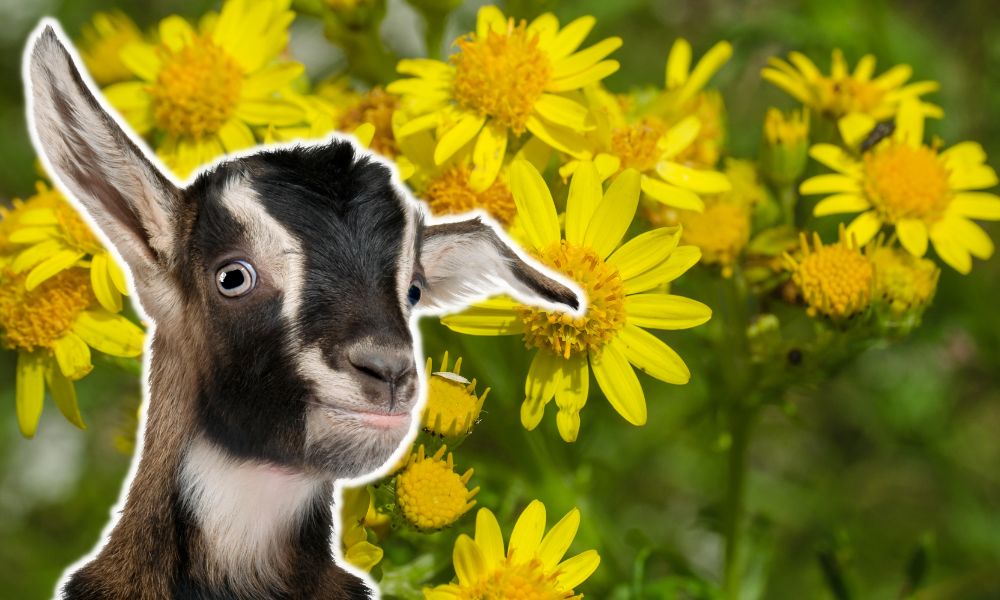 Can Goats Eat Ragwort? (Revealed!) Goat Owner
