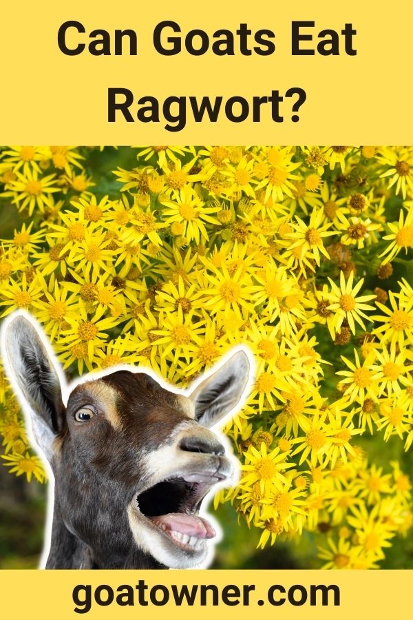 Can Goats Eat Ragwort? (Revealed!) Goat Owner