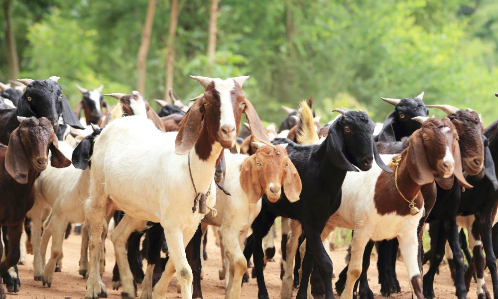 What Is A Group Of Goats Called? (Revealed!) Goat Owner