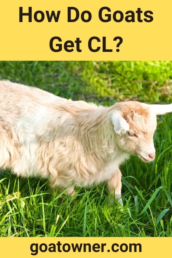 How Do Goats Get CL? (Answered!) Goat Owner