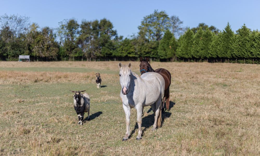 Are Calming Goats Real? (Helpful Content With Photos!) Goat Owner