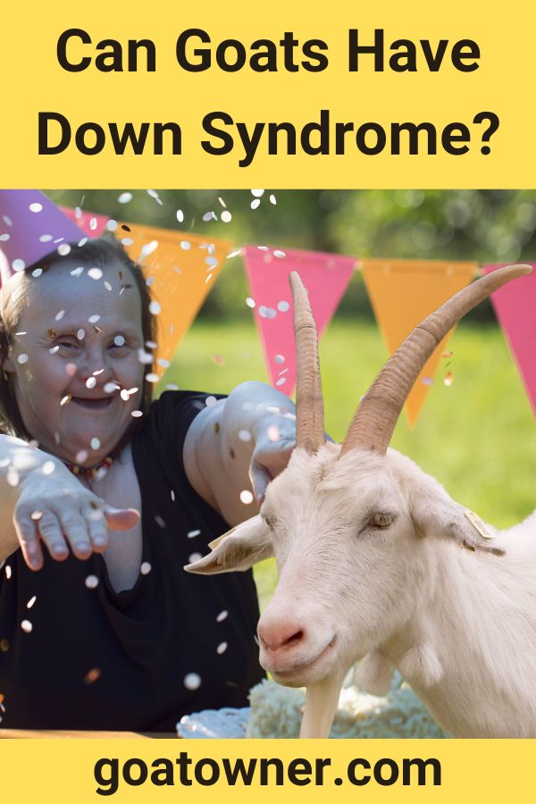 Can Goats Have Down Syndrome? (Answered!) Goat Owner(010)