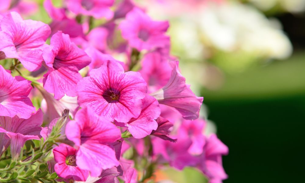 Flower Names For Goats (50 Examples!) Goat Owner