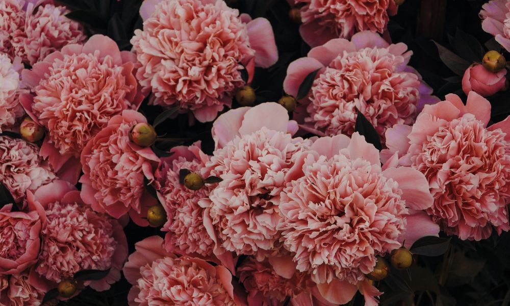 Flower Names For Goats (50 Examples!) Goat Owner