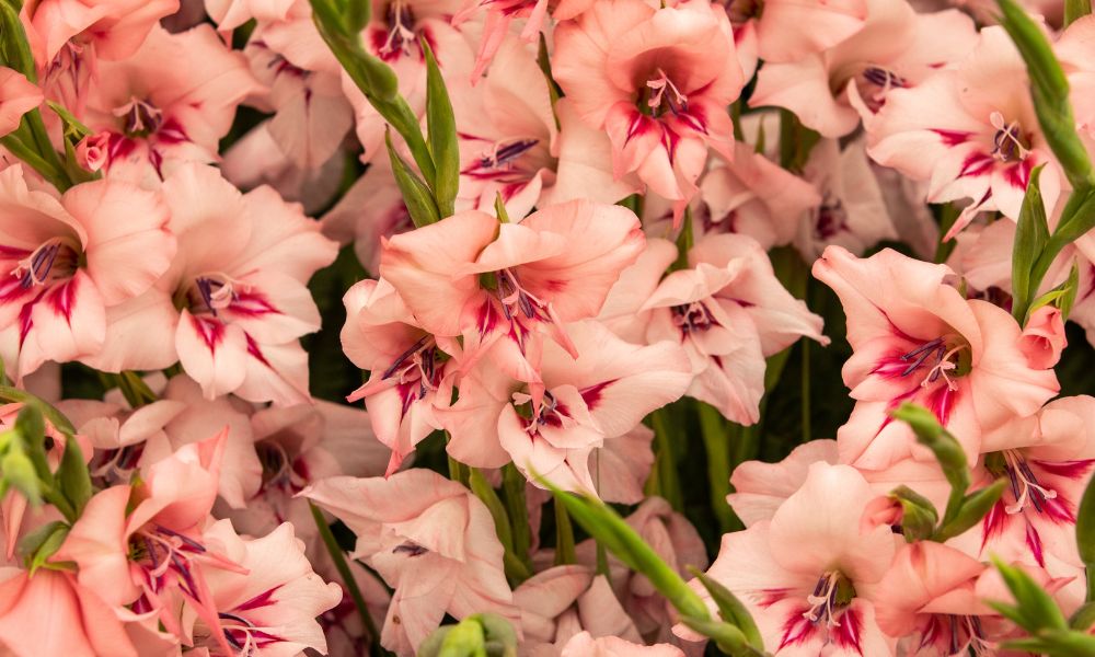 Flower Names For Goats (50 Examples!) Goat Owner