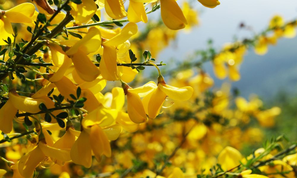 Flower Names For Goats (50 Examples!) Goat Owner