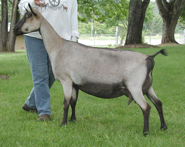 Missdee's French Alpine Dairy Goats Pedigree