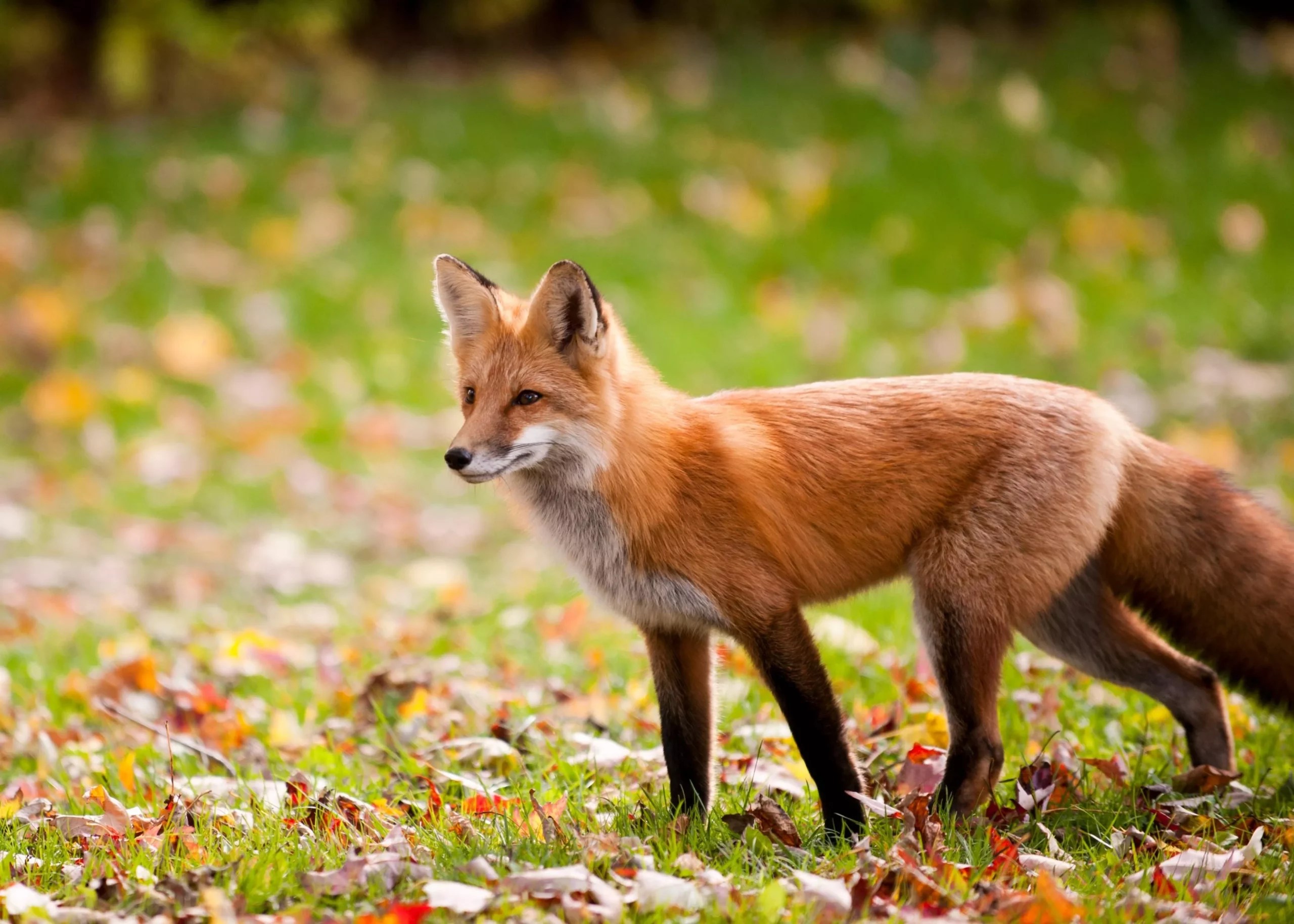 Can a Fox Kill a Goat? (And How To Protect Them From a Fox)