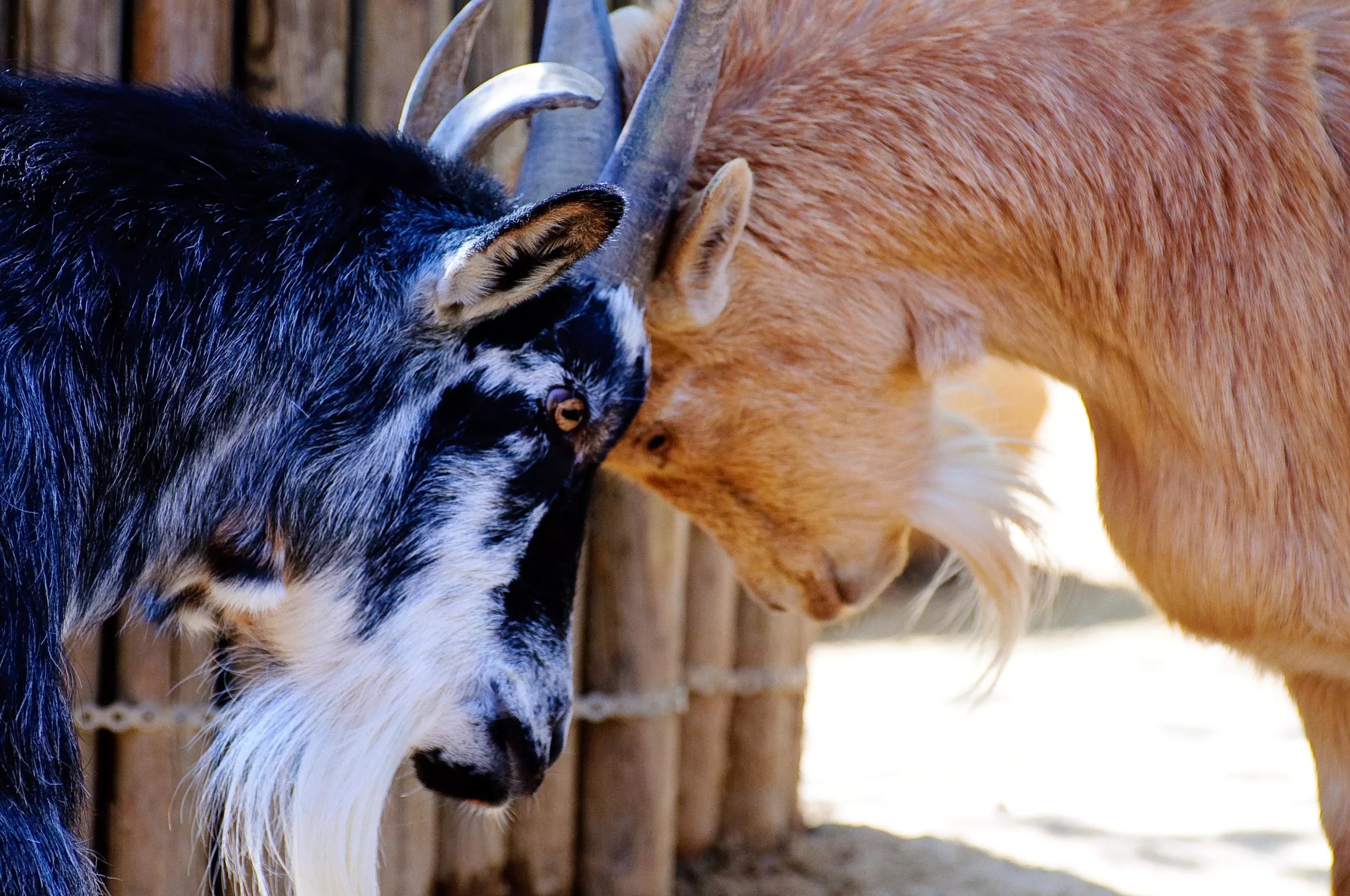 Can a Goat Get a Concussion? (Causes, Risks, and Treatments)