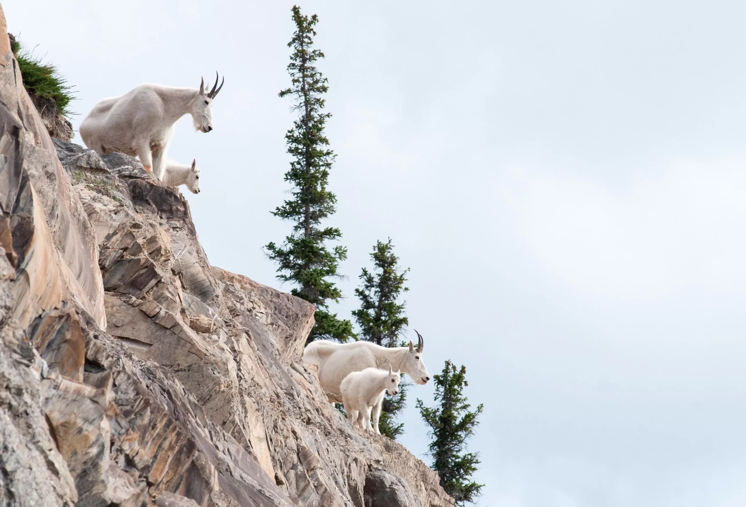 Can a Mountain Goat Kill You? (Everything You Need To Know)