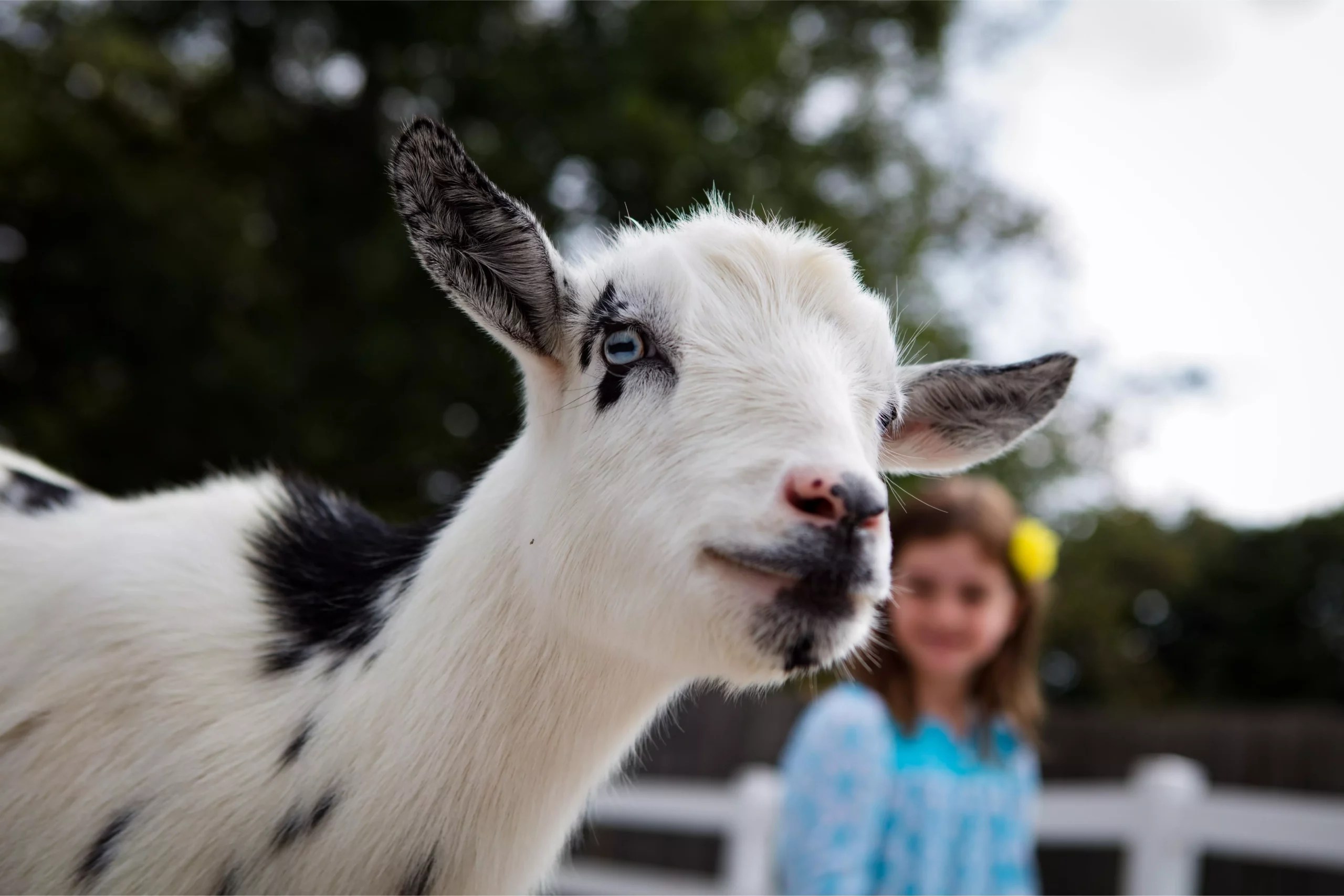 Can Goat Lice Live on Humans? (What You Need To Know)