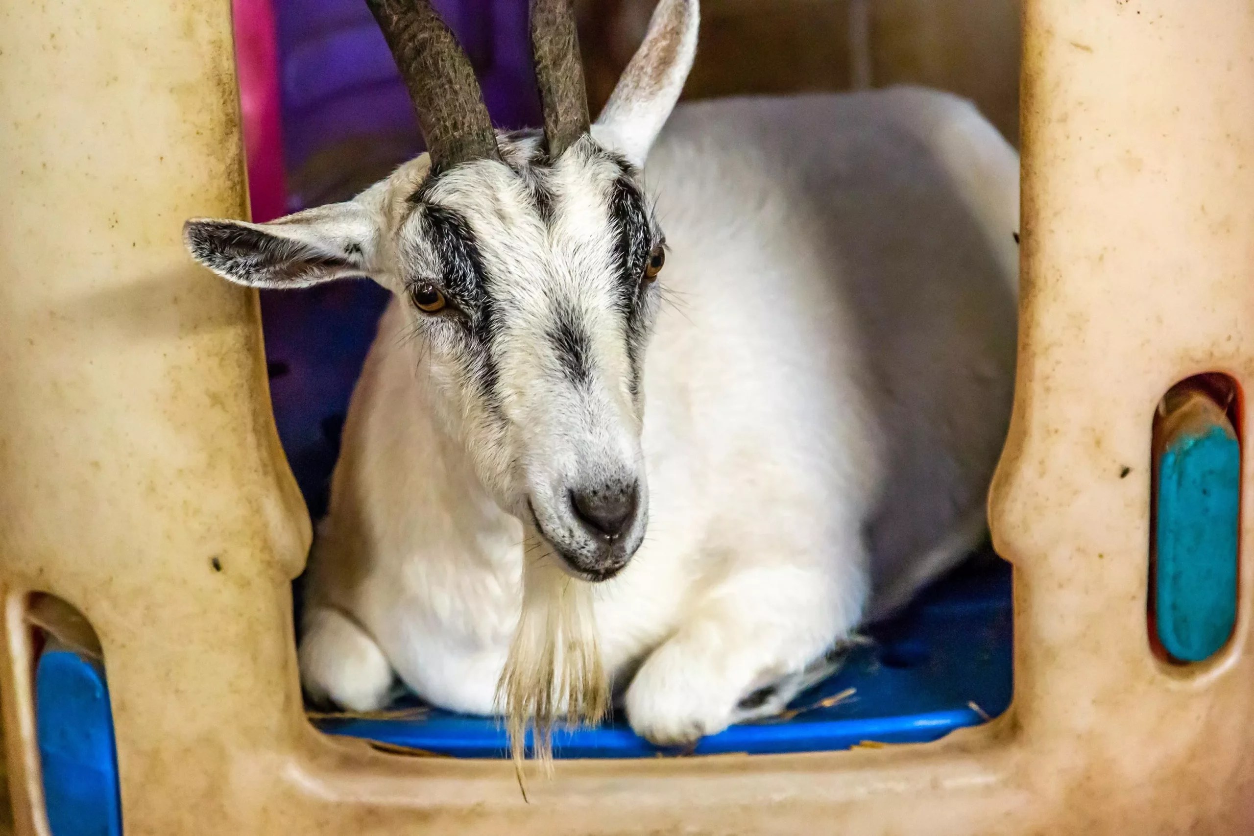 Can Goats Be Kept In The House? (What You Need To Know)