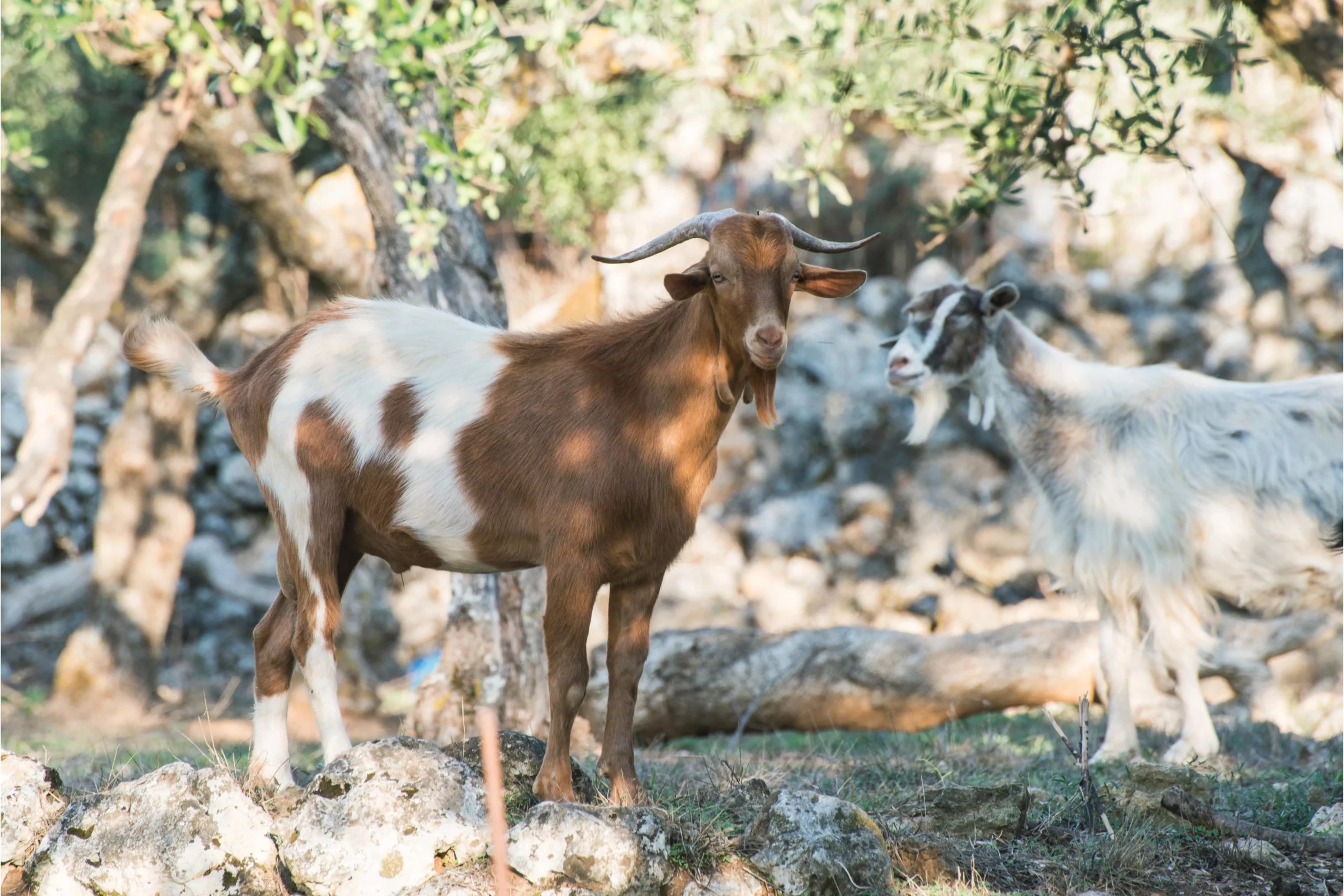 Can Goats Be Tamed? (Everything That You Need To Know)