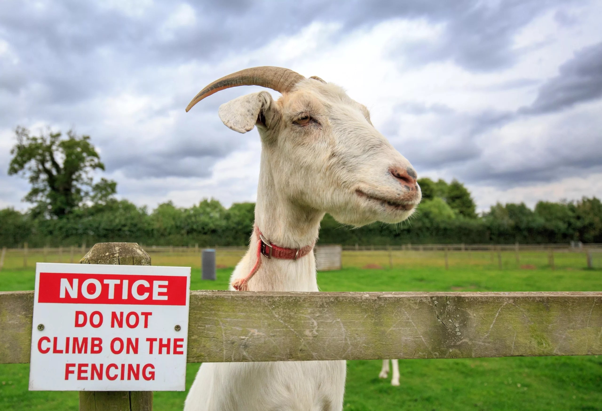 Can Goats Climb Fences? (Everything You Need To Know)