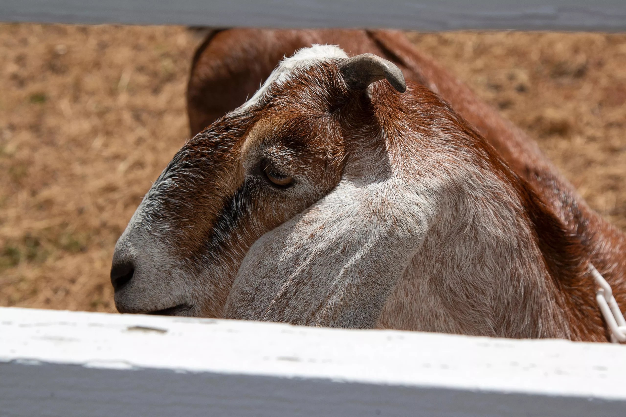 Can Goats Die From Lymes? (Everything You Need To Know)