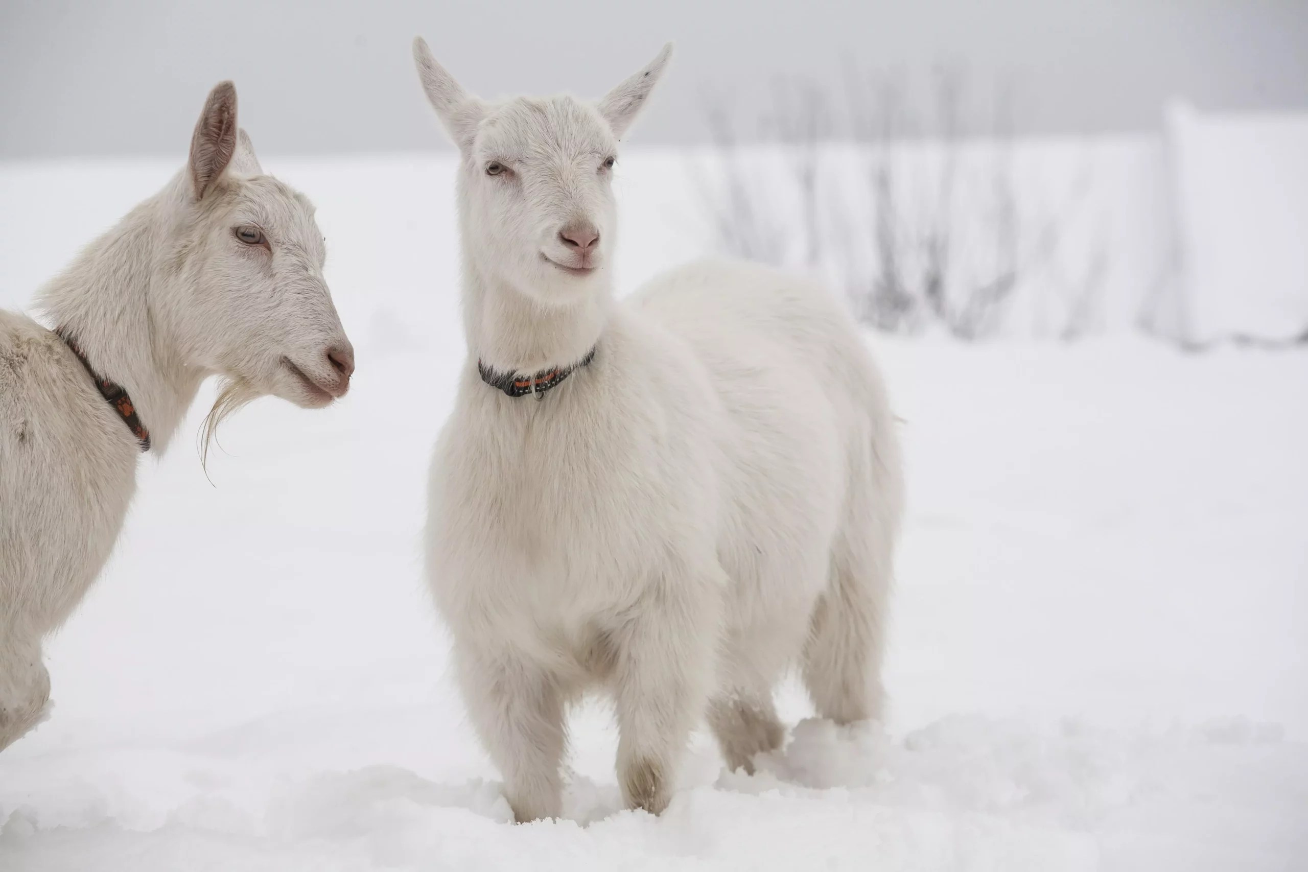 Can Goats Die in Cold Weather? (What You Need To Know)