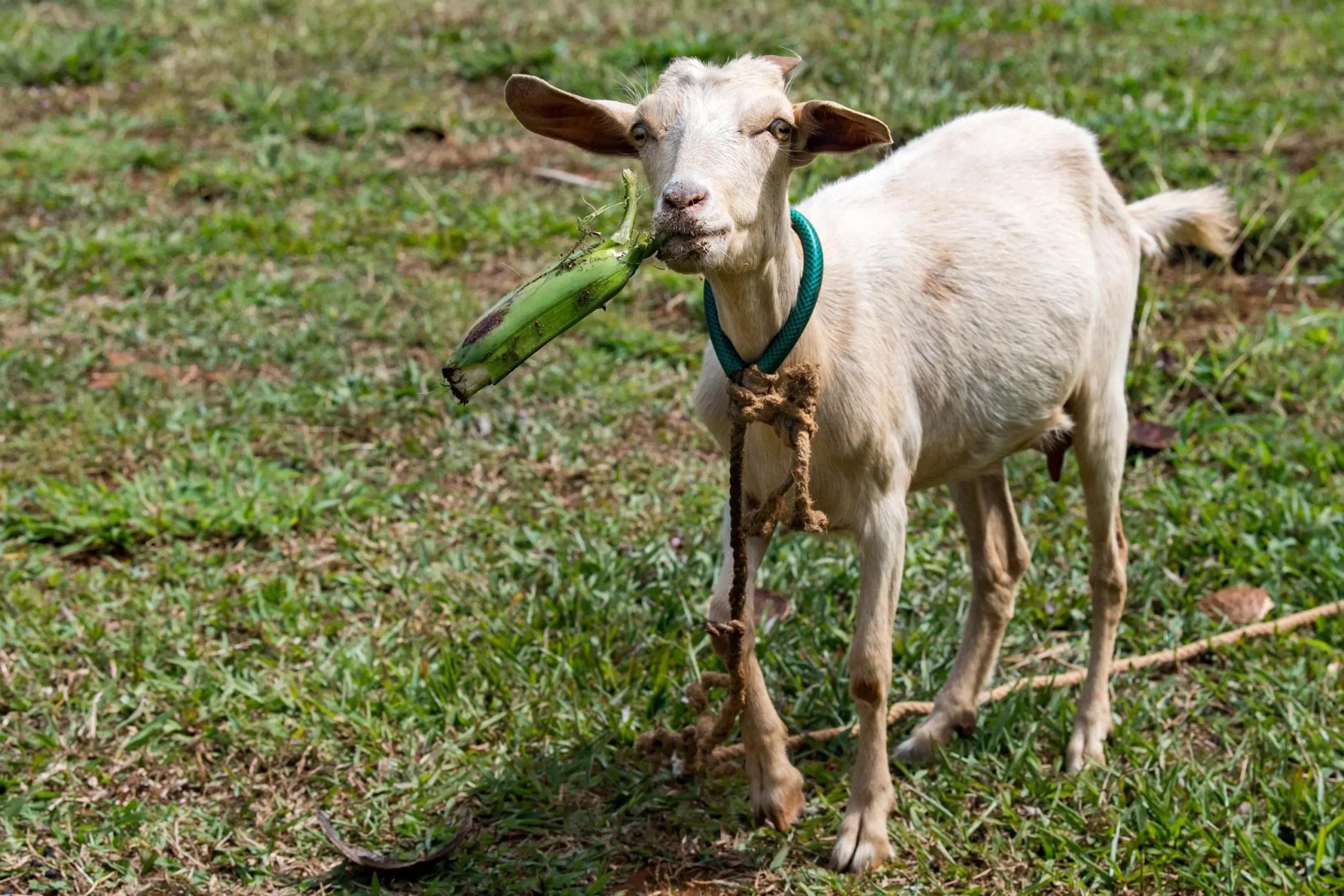 Can Goats Eat Bananas? (Benefits, Risks, and Serving Size)