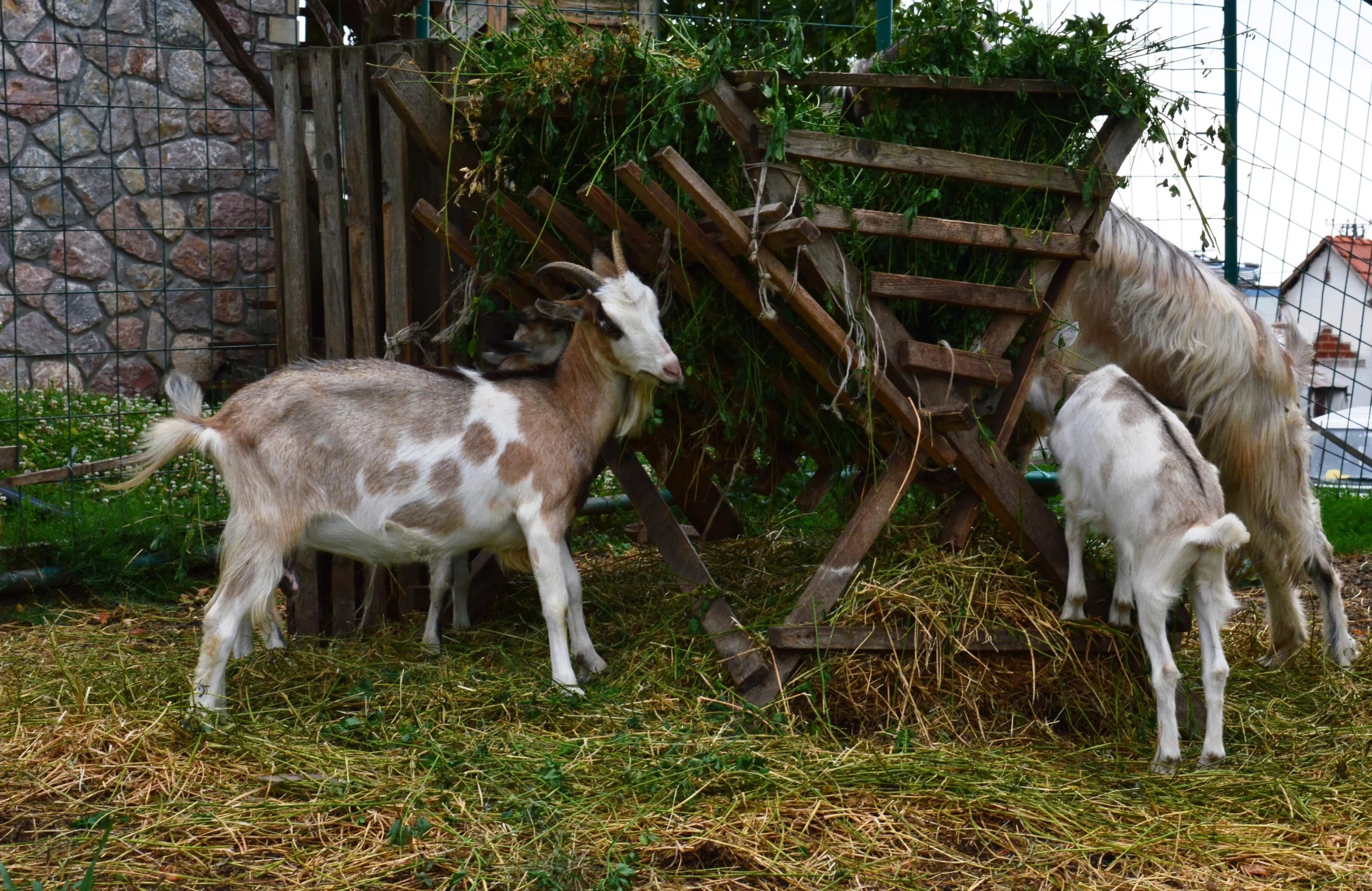 Can Goats Eat Everything? (Benefits, Risks, FAQs and More)