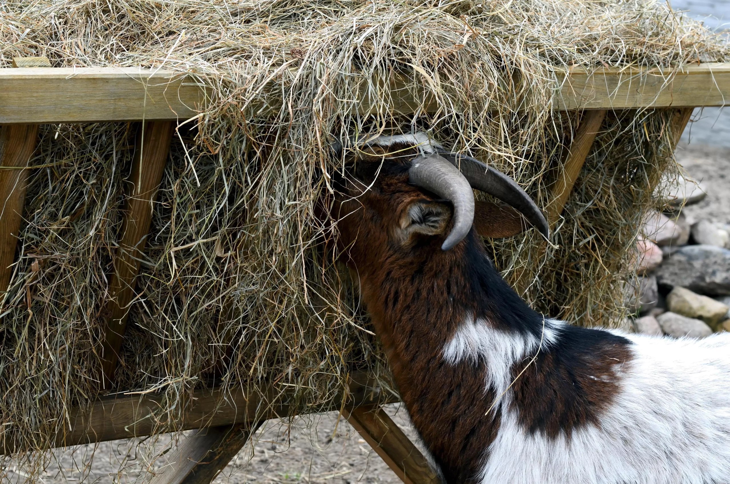 Can Goats Eat Straw? (Benefits, Hazards and Serving Size)