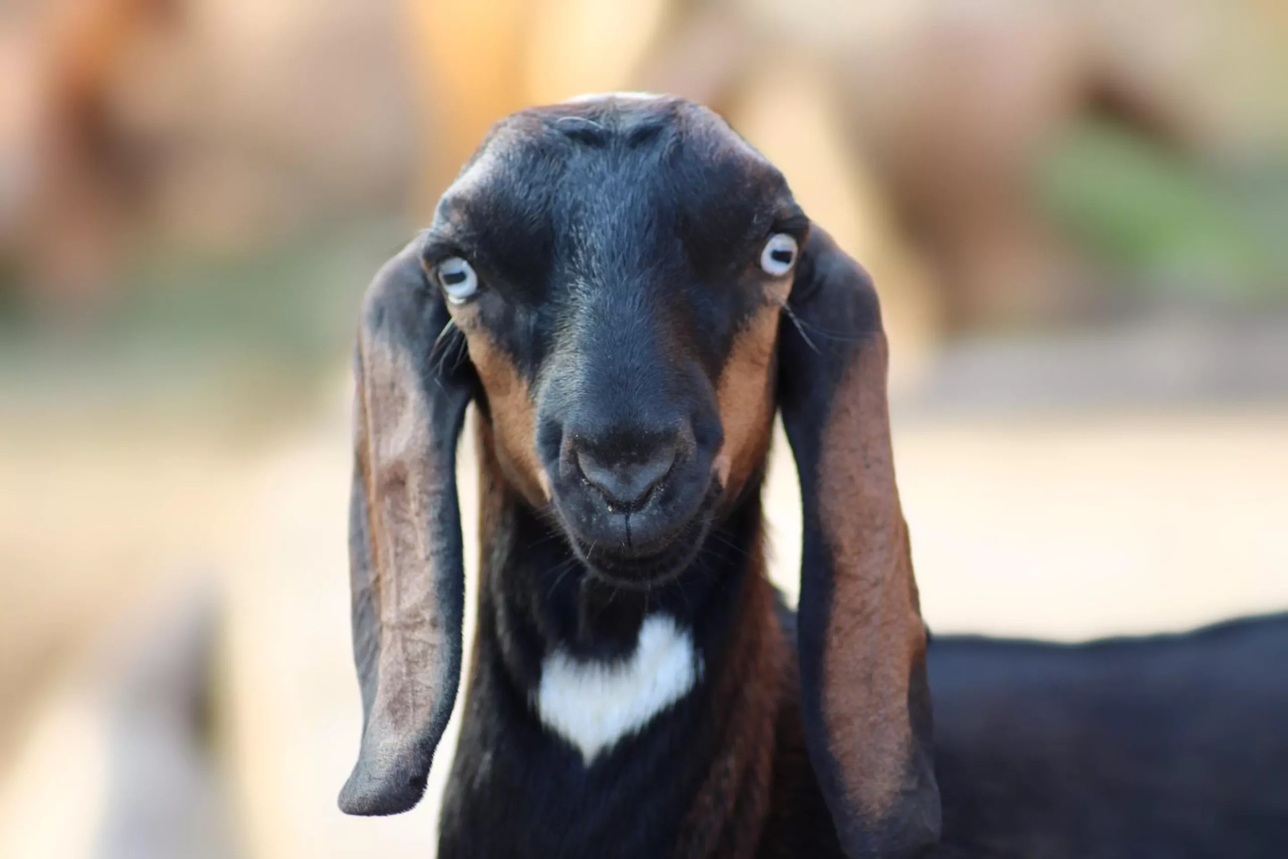 Can Goats Have Cattle Dewormer Blocks? (Find Out More Here)