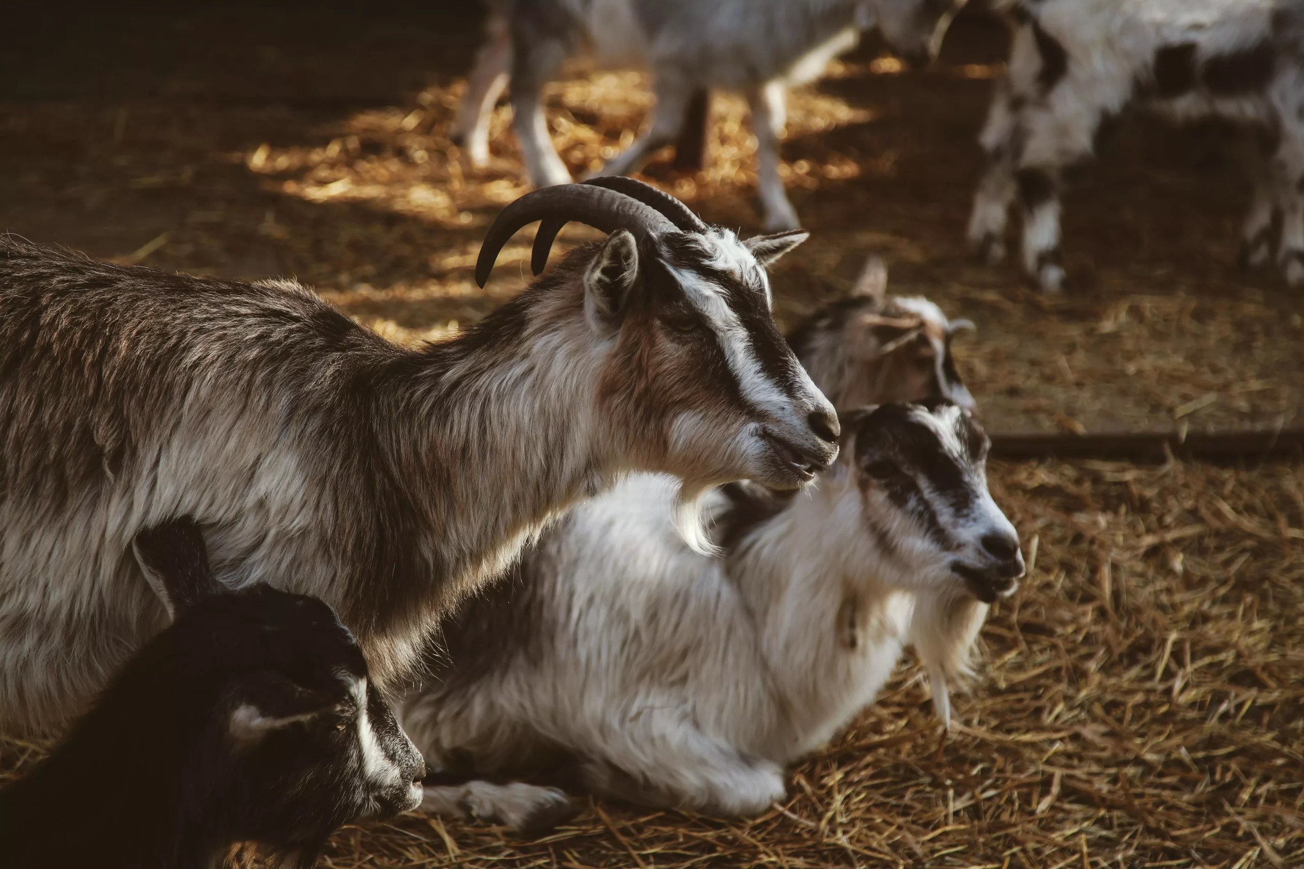 Can I Wash And Groom A Pygmy Goat? (Find Out More Here)