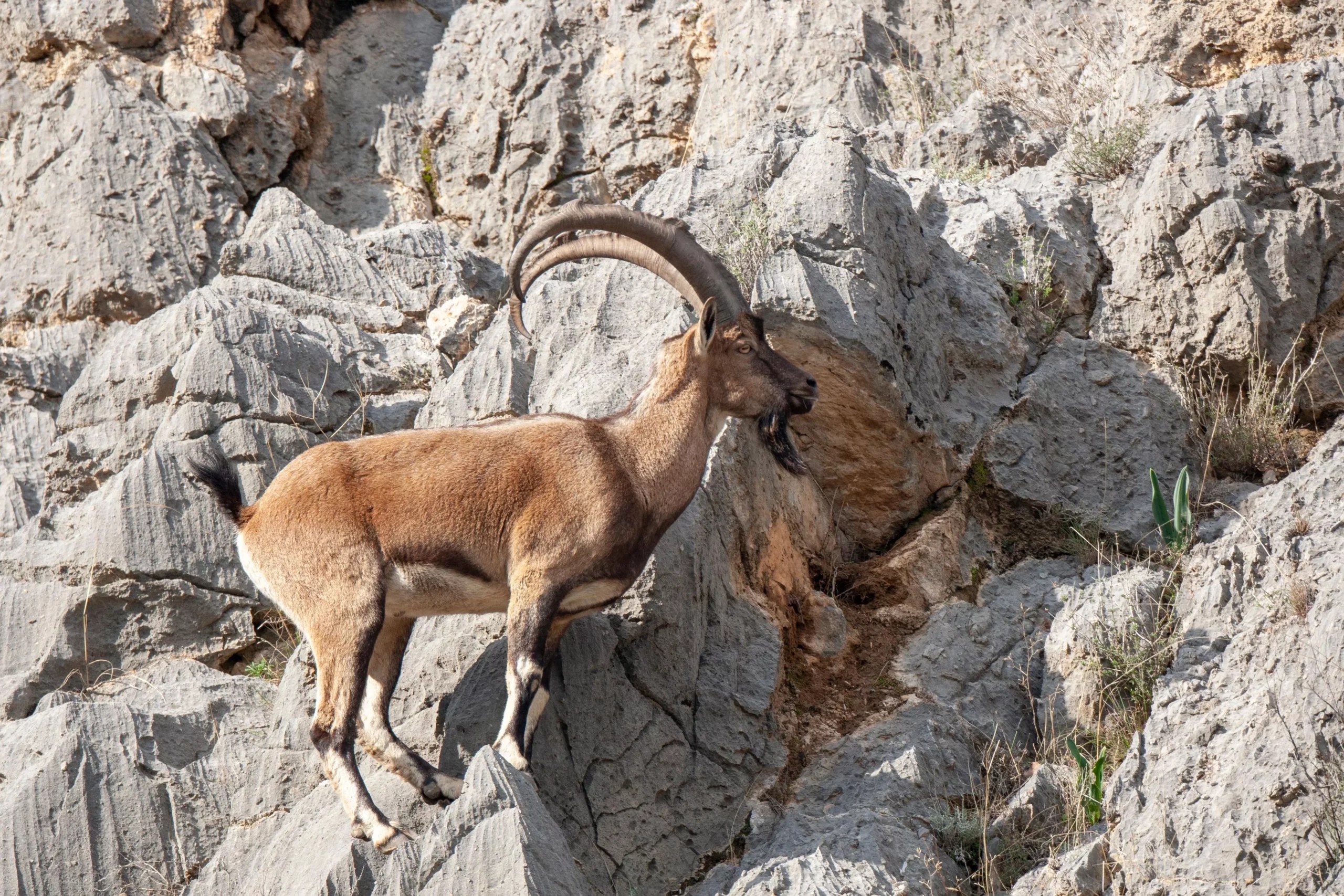 Can Mountain Goats Climb Cliffs? (What You Need To Know)