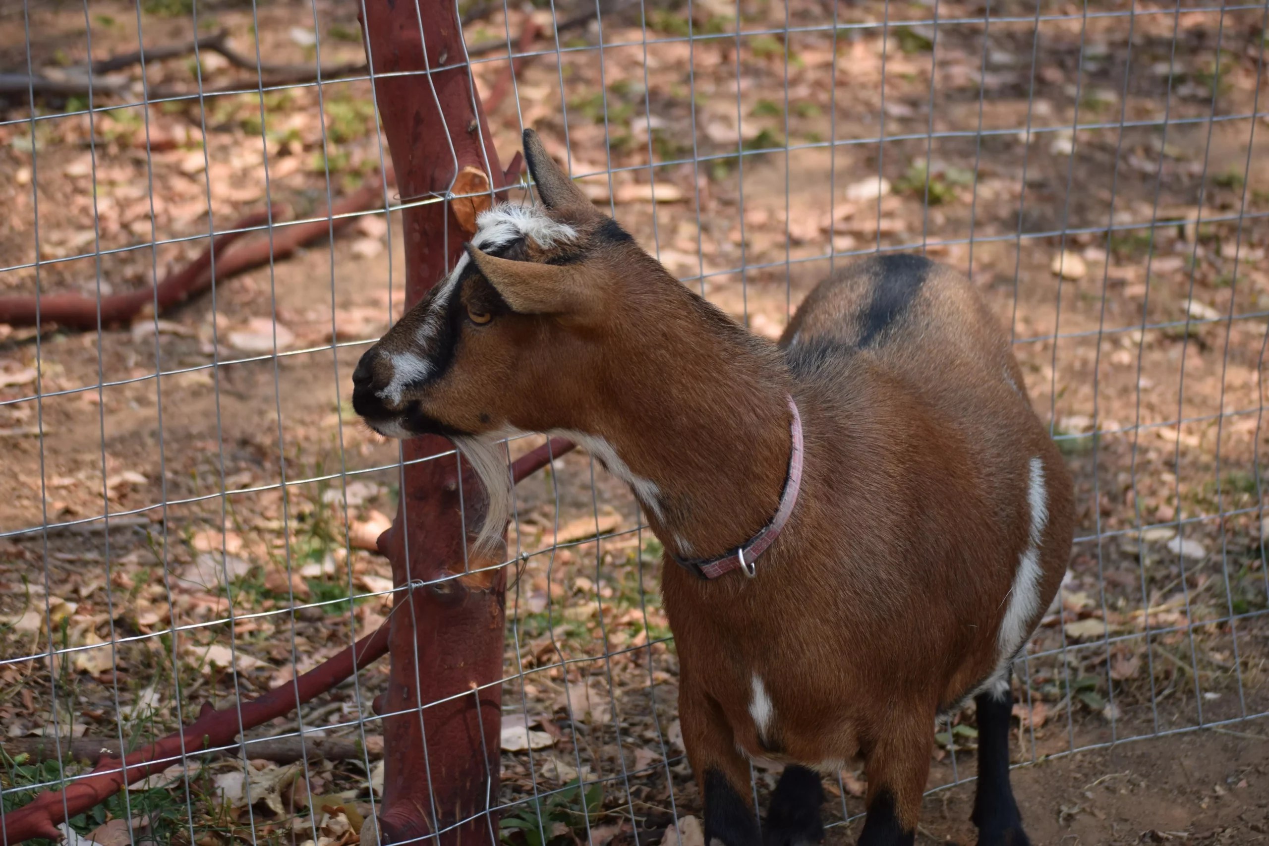 Can Nigerian Dwarf Goats Be Used For Meat? (Find Out Here)