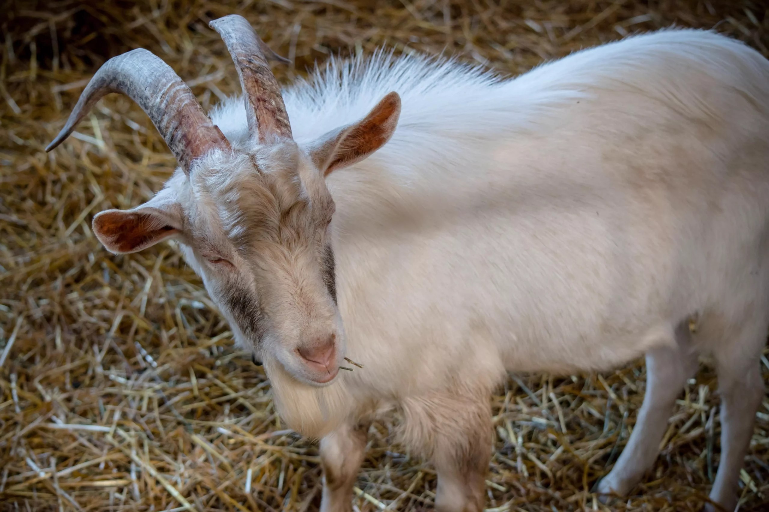 Can Old Goats Develop Rickets? (Everything You Need To Know)