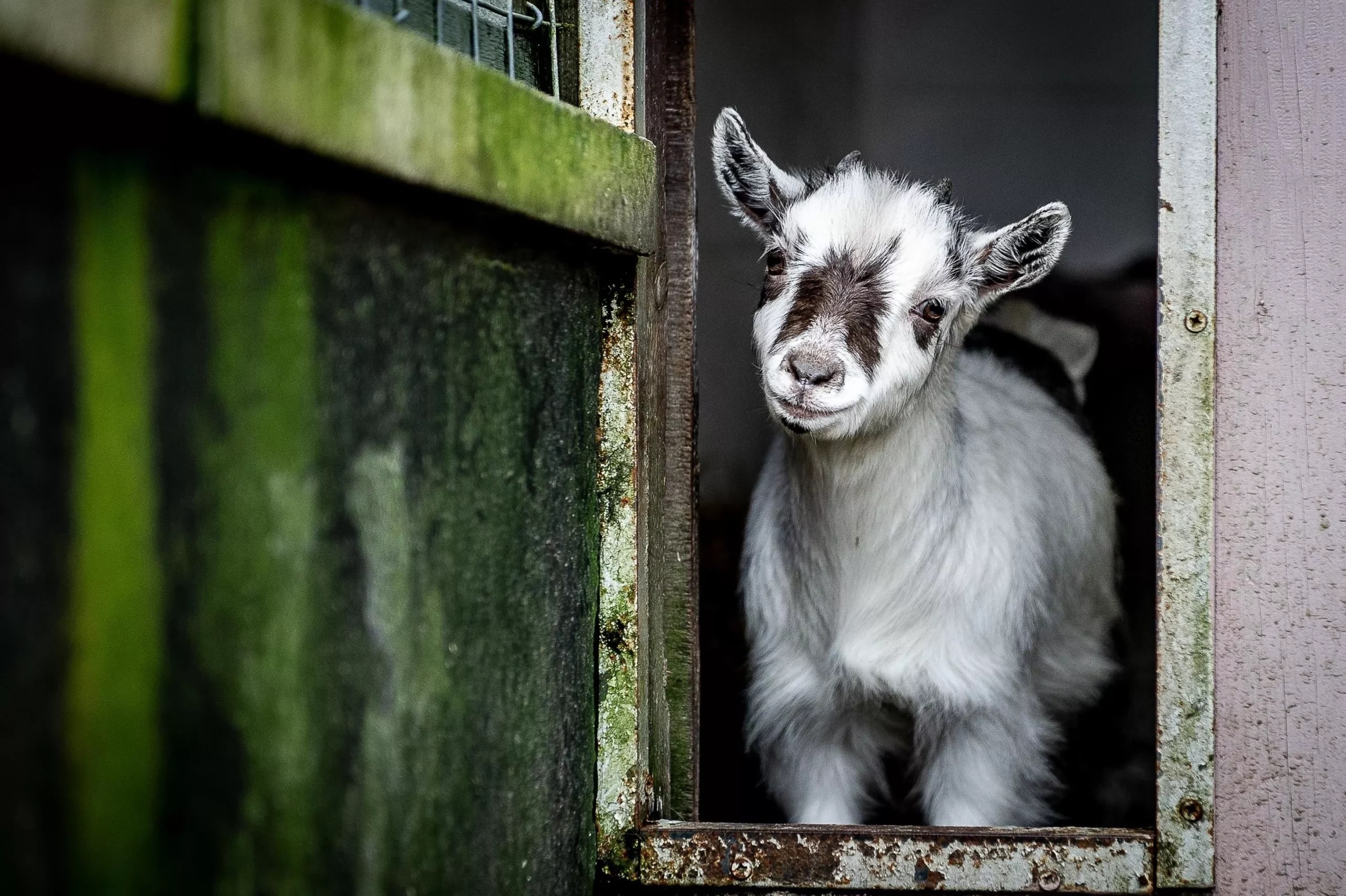 Can Pygmy Goats Be Good Potty Trained? (Find Out Here)