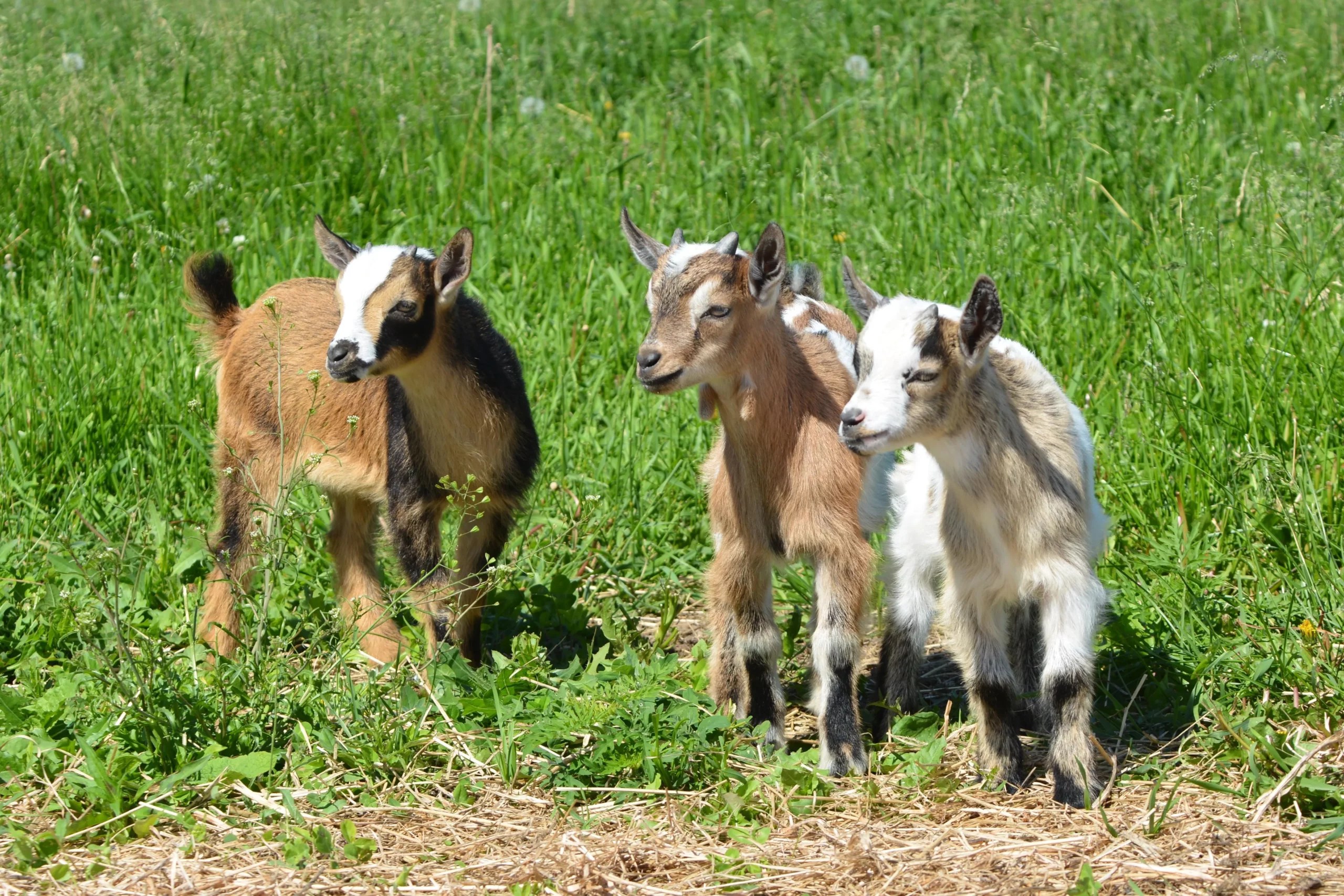 Can The Same Litter Of Goats Have Different Fathers? (FAQs)