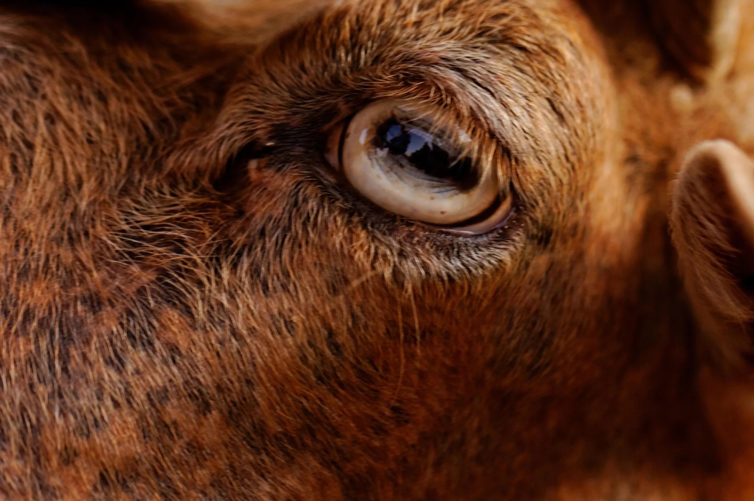 Do Goats Have Good Eyesight? (Everything You Need To Know)