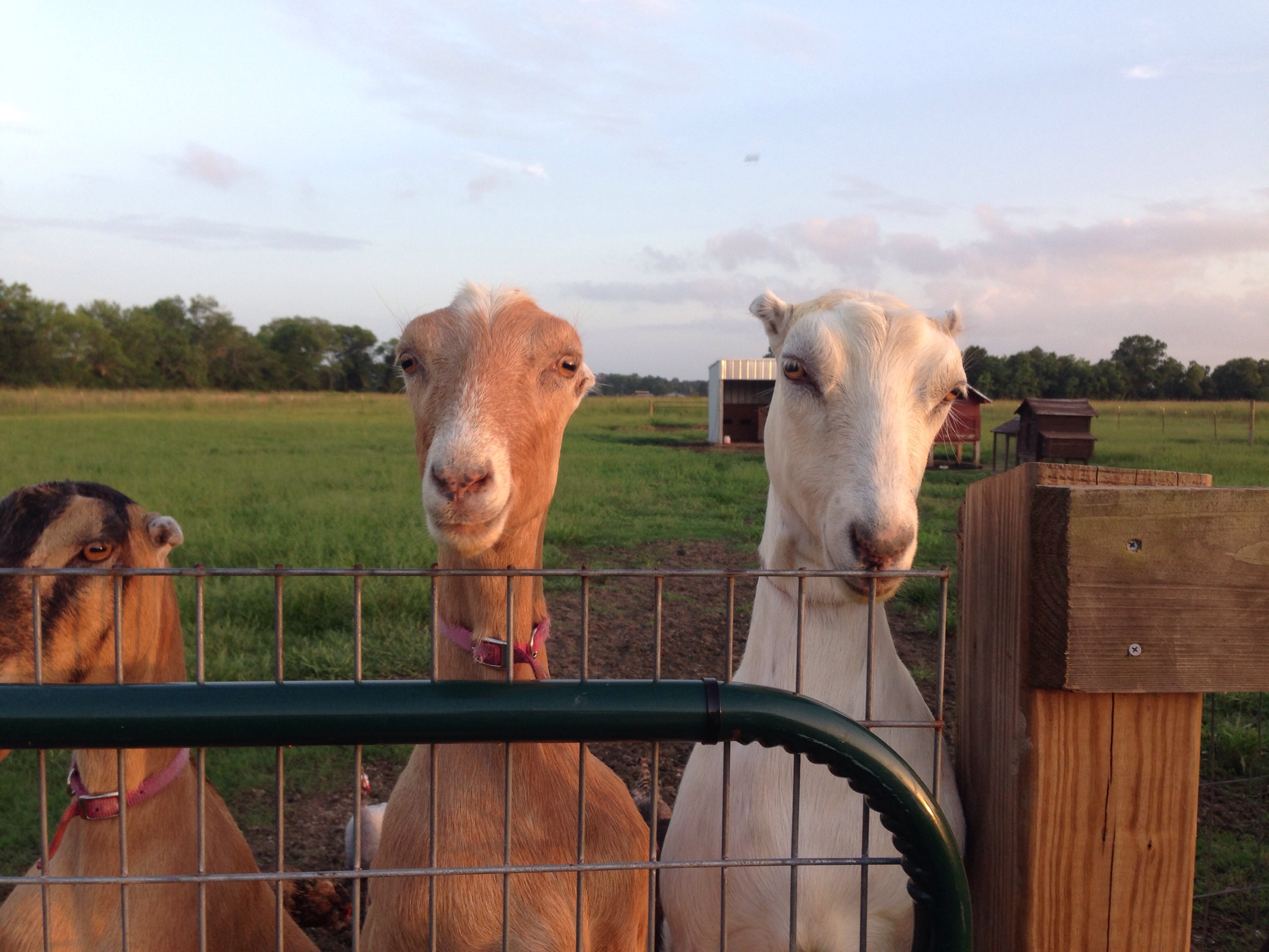 Hungry goats Goat To It Farm